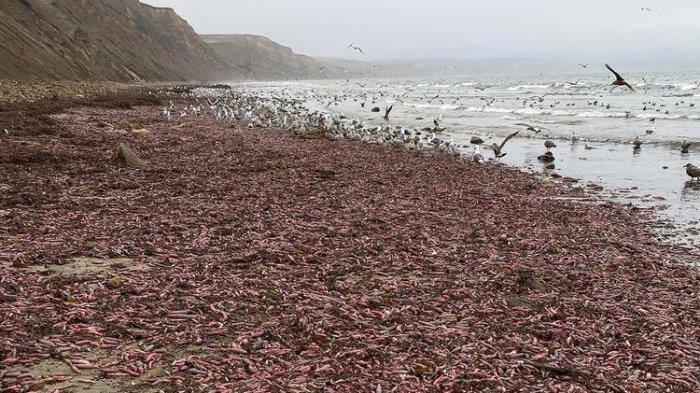 Ribuan Ikan Penis Terdampar di Pantai California, Ternyata Ini Penyebabnya