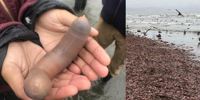 Hebohkan Warga, Ribuan Ikan Penis Terdampar di Pantai California