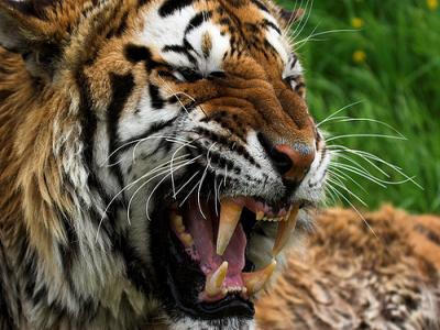 Mencekam, Warga Kecamatan Kota Agung Tewas Diterkam Harimau