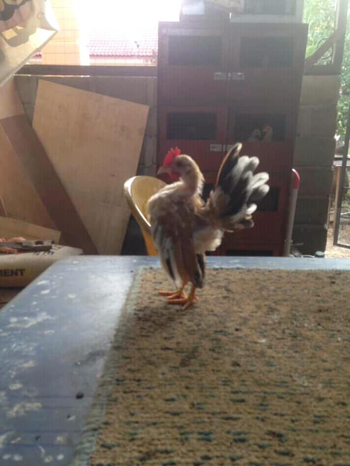 5 Ayam Unik dan Aneh Berharga Fantastis 