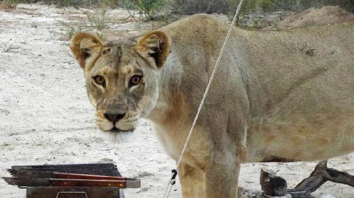 Demi Selamatkan Anjing, Perempuan AS Berani Membuka Rahang Singa