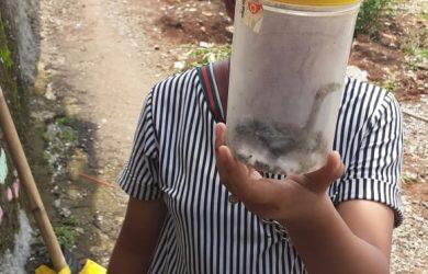 Ular Kobra Teror Jawa Barat, Ini Diduga Penyebabnya