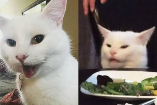 10 Potret Smudge, Kucing Selebriti yang Viral Jadi Bahan Meme