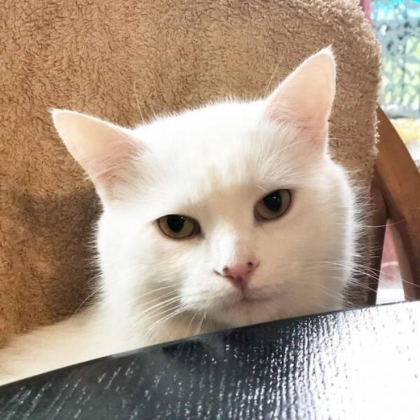 10 Potret Smudge, Kucing Selebriti yang Viral Jadi Bahan Meme