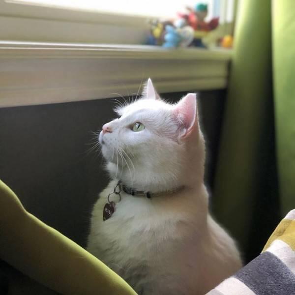 10 Potret Smudge, Kucing Selebriti yang Viral Jadi Bahan Meme