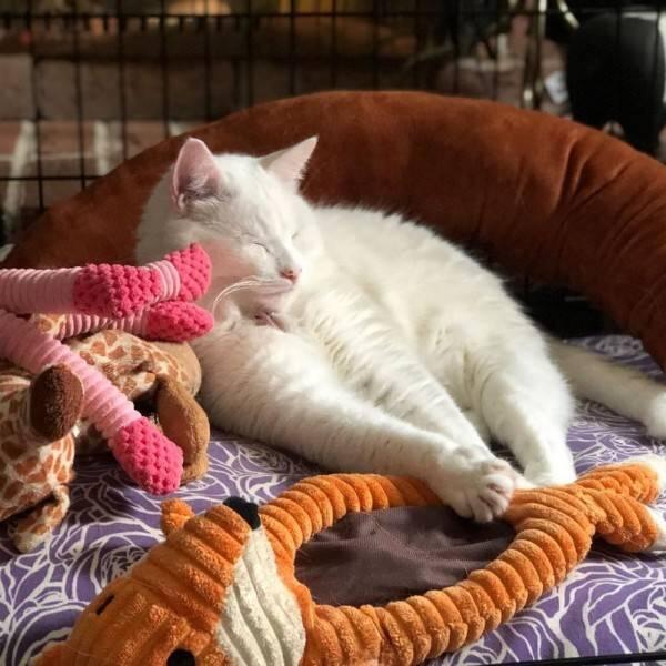 10 Potret Smudge, Kucing Selebriti yang Viral Jadi Bahan Meme
