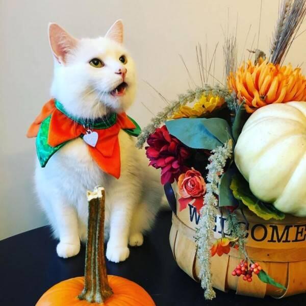 10 Potret Smudge, Kucing Selebriti yang Viral Jadi Bahan Meme