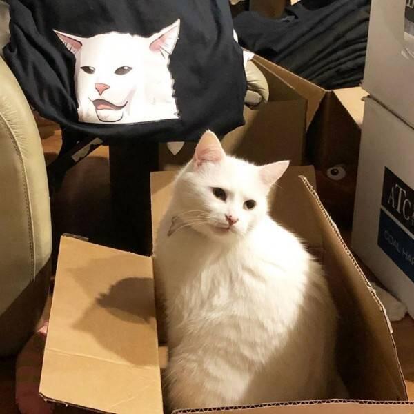 10 Potret Smudge, Kucing Selebriti yang Viral Jadi Bahan Meme