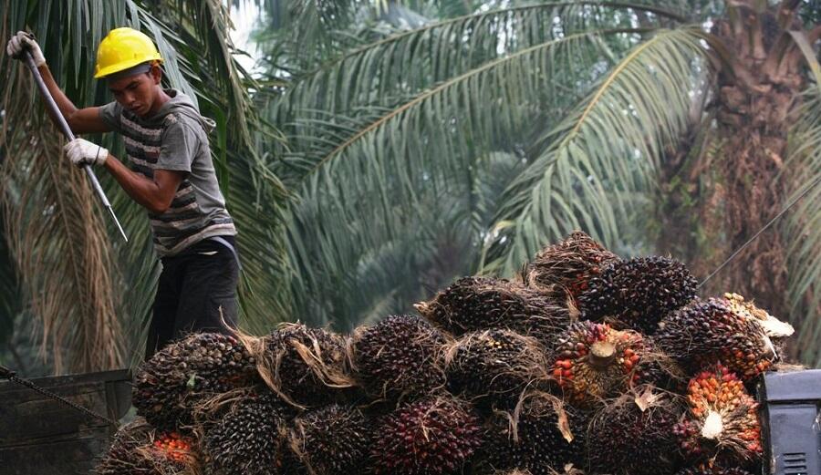 Sukses Program Biodiesel Indonesia Mulai DItiru Sejumlah Negara