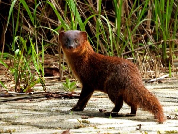 Balasan Dari Menyikapi Teror Ular Kobra Yang Sedang Viral Kaskus
