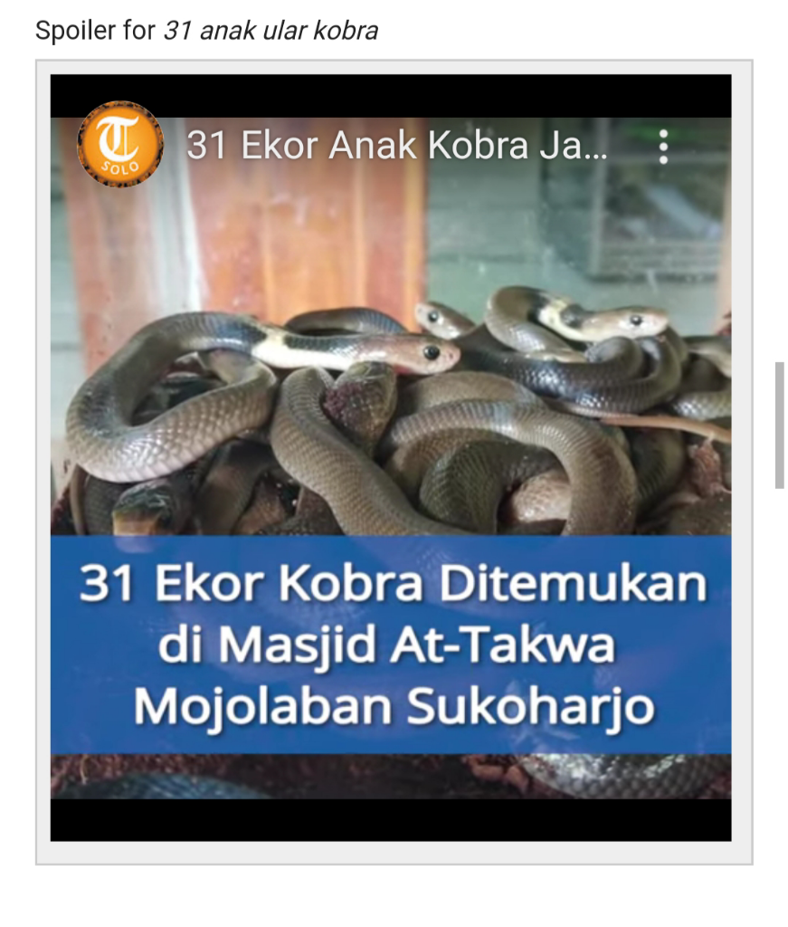Viral, 31 Anak Kobra di Dalam Masjid At-Taqwa Mojolaban, Kapan Masuk Induknya?