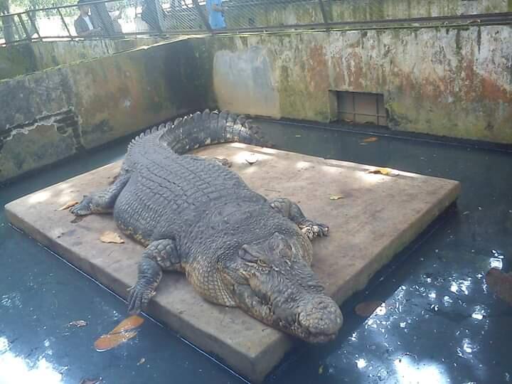 Intip Penangkaran Buaya di Asam Kumbang Medan Sumut Yuk, Ada Buaya Buntungnya Lho ...