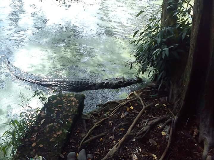 Intip Penangkaran Buaya di Asam Kumbang Medan Sumut Yuk, Ada Buaya Buntungnya Lho ...