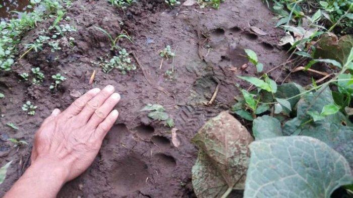 Jejak Harimau Dipalsu Dibuat Pakai Kaus Kaki, Penyebar hoax Langsung Ditangkap