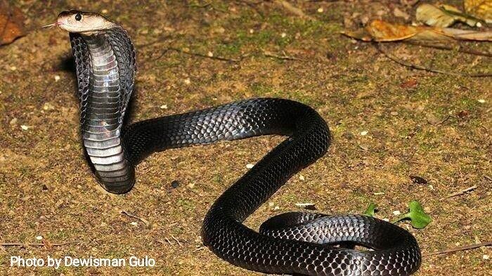 Ini Tips Mencegah Dan Menghadapi Ular Kobra