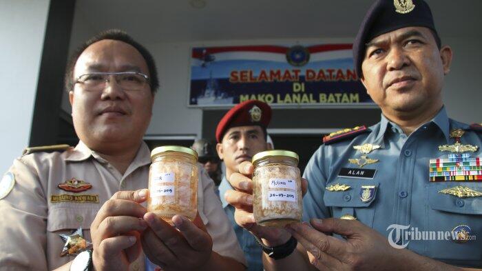 Soal Ekspor Baby Lobster, Akademisi IPB: Jangan Berprasangka Buruk Dulu