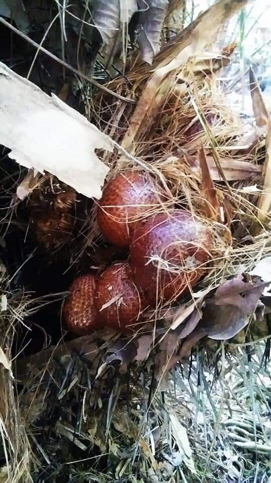 Apa Aja Kegiatan Anak Ndeso? 