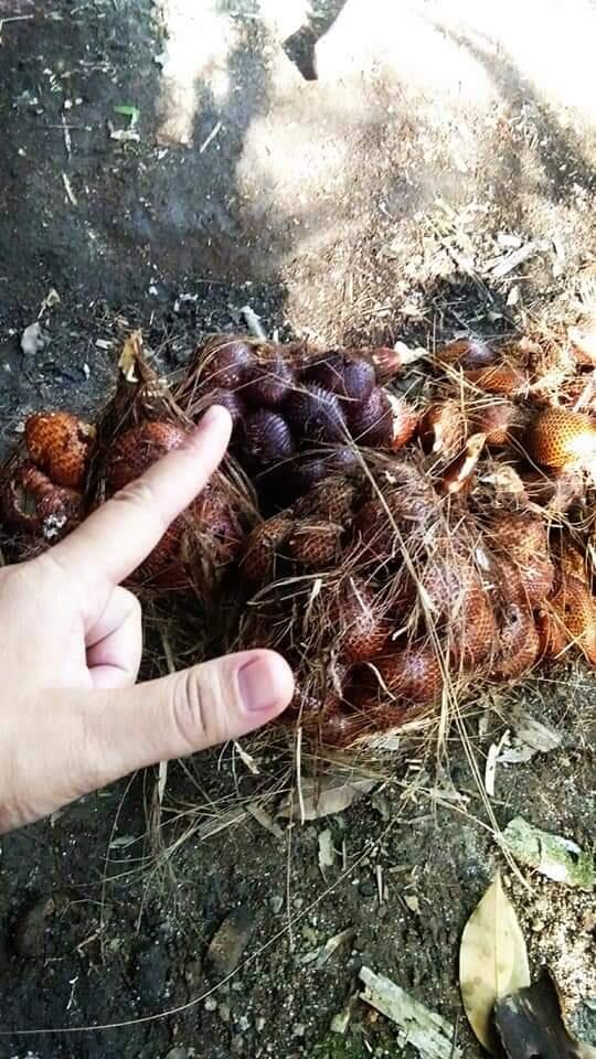 Apa Aja Kegiatan Anak Ndeso? 