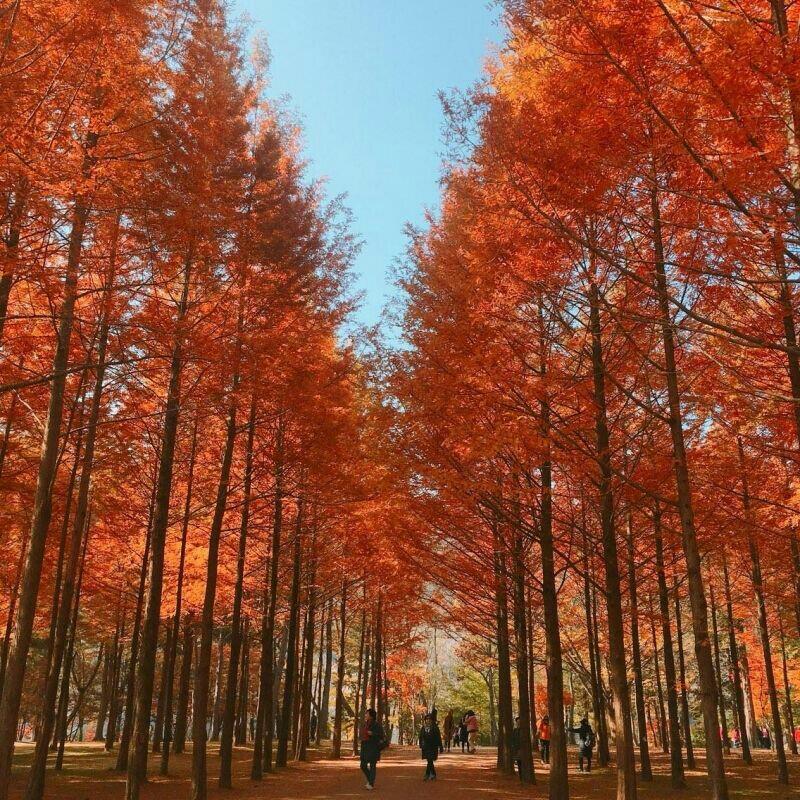 5 DESTINASI WISATA KOREA SELATAN YANG HARUS KAMU KUNJUNGI! LIBURAN TAMBAH SERU!