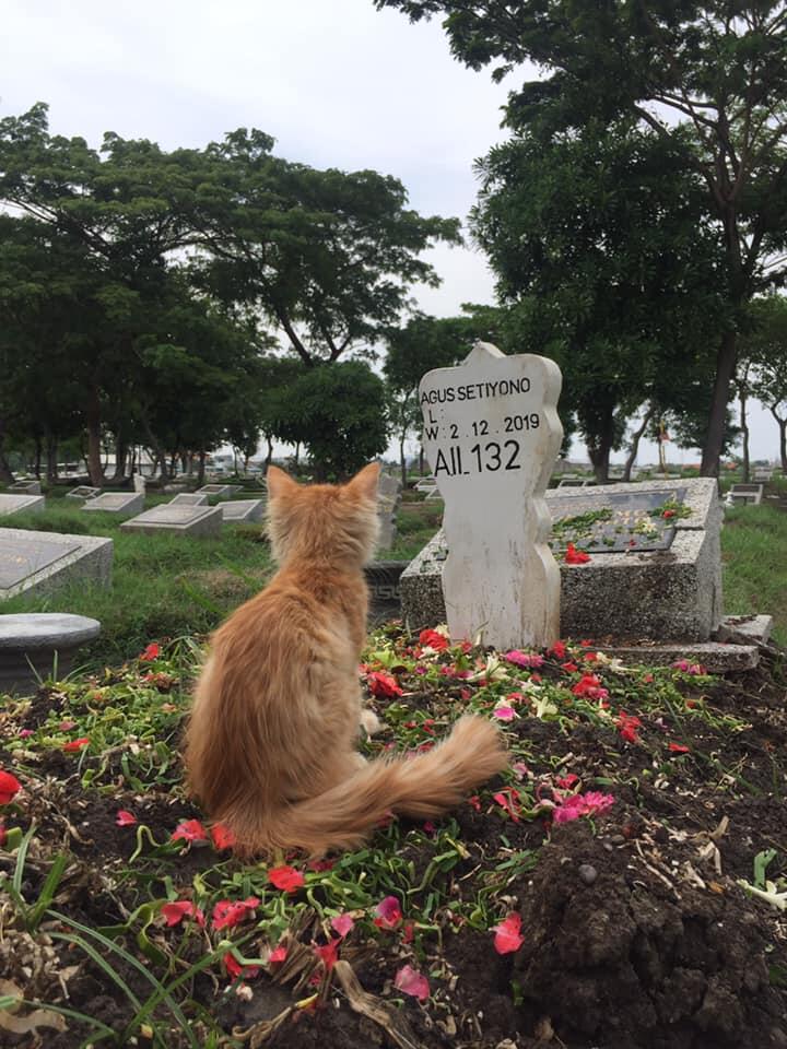 Kucing Ini Viral, Ia Duduk Diatas Makam Majikan nya Yang telah Wafat