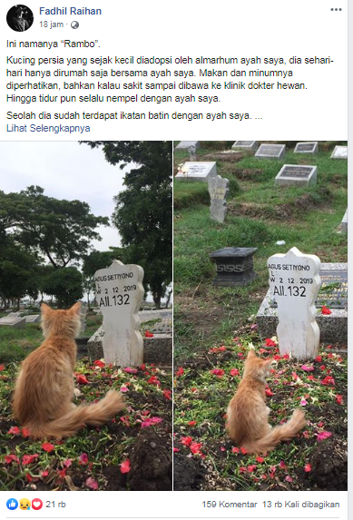 Kucing Ini Viral, Ia Duduk Diatas Makam Majikan nya Yang telah Wafat