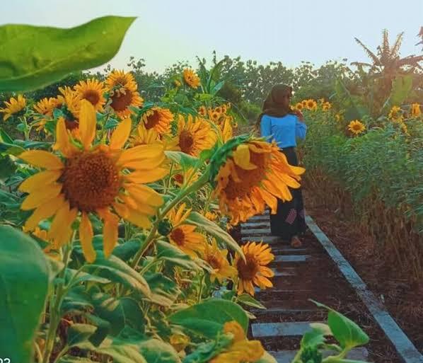 Menikmati Keindahan Agrowisata Situ Bolang Jatisura Cikedung Indramayu