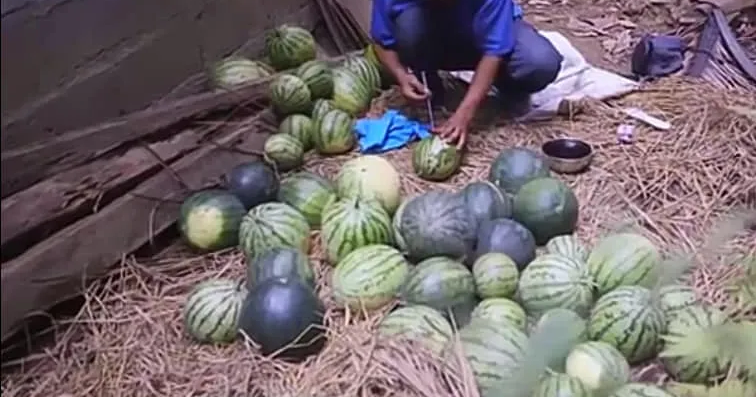 Hati-Hati Jika Beli Semangka, Viral Ada Semangka Suntik Beredar!