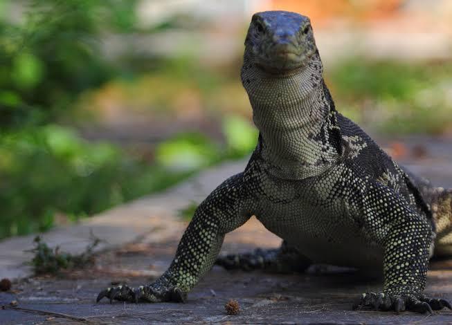 MENENGOK PULAU BIAWAK 'SURGA' DI UTARA INDRAMAYU