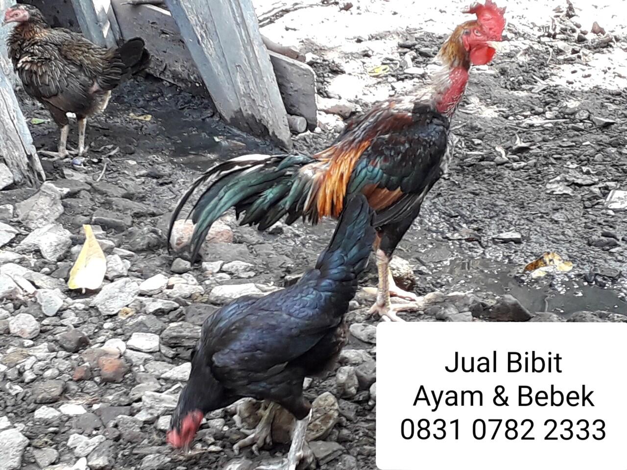 Mengenal Ayam Jawa Super (JOPER)