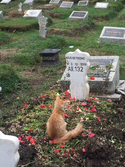 Kucing Setia Yang Patah Hati Saat Tahu Pemiliknya Meninggal Dunia