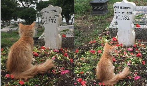 Kucing Setia Yang Patah Hati Saat Tahu Pemiliknya Meninggal Dunia