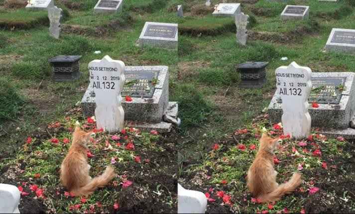 Kucing Setia Yang Patah Hati Saat Tahu Pemiliknya Meninggal Dunia