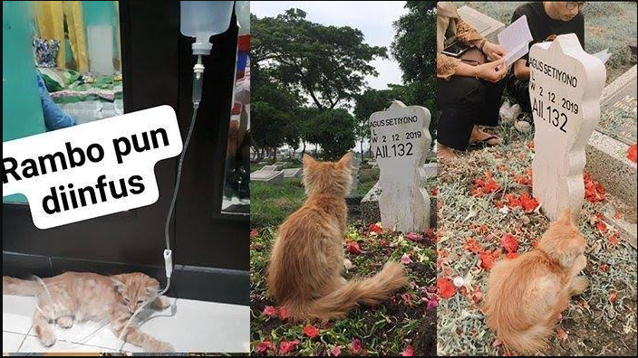 Kucing Setia Yang Patah Hati Saat Tahu Pemiliknya Meninggal Dunia