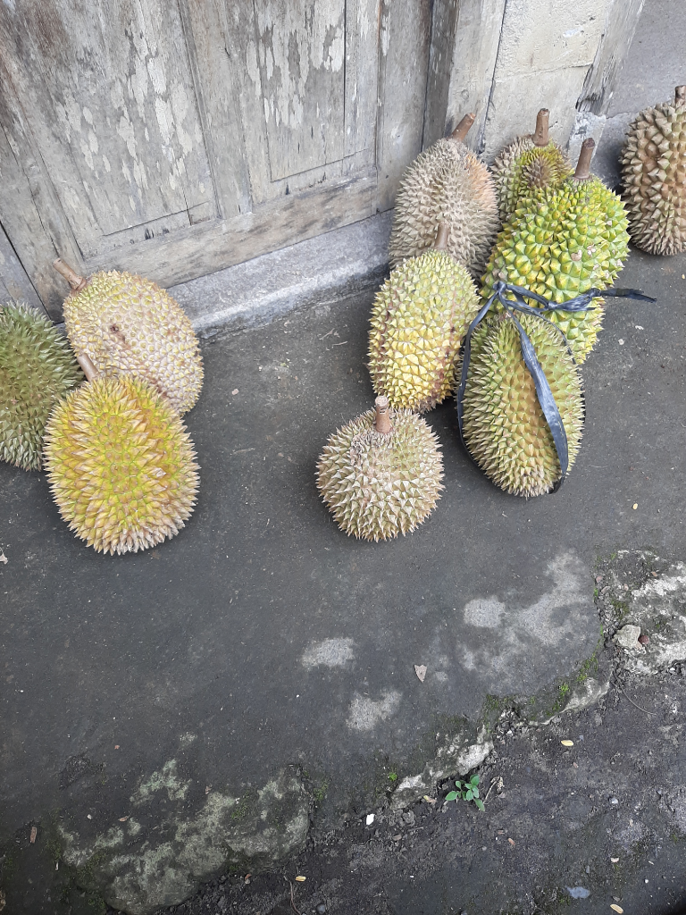 Durian Kaligesing Kaskus
