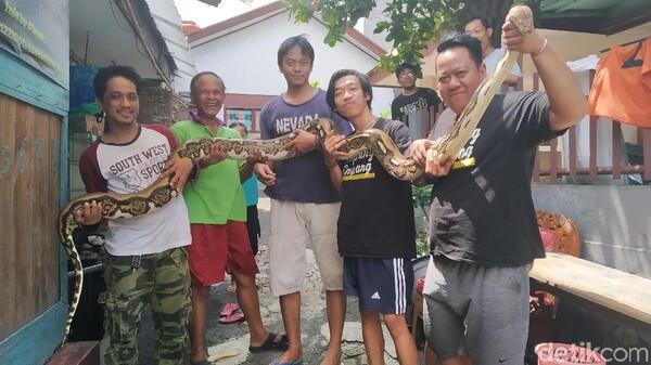 Heboh Ular Muncul saat Banjir di Pejaten, Pemilik: Mau Dimandiin