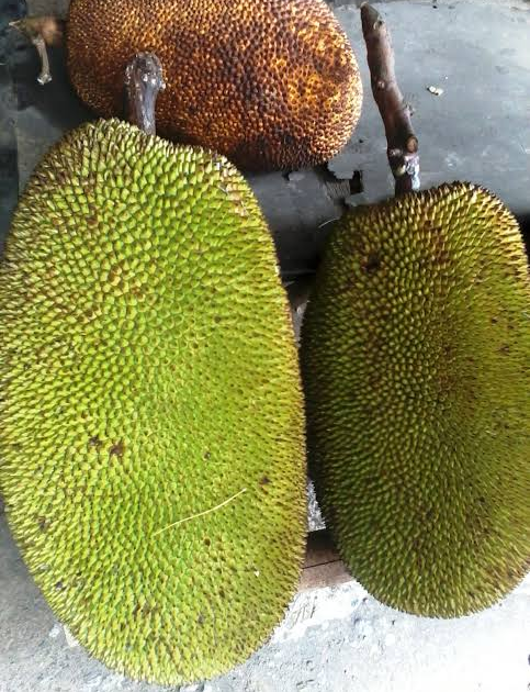 Harga Nangka Di Kota Zurich Rp 2,5 Juta Sempat Bikin Syok