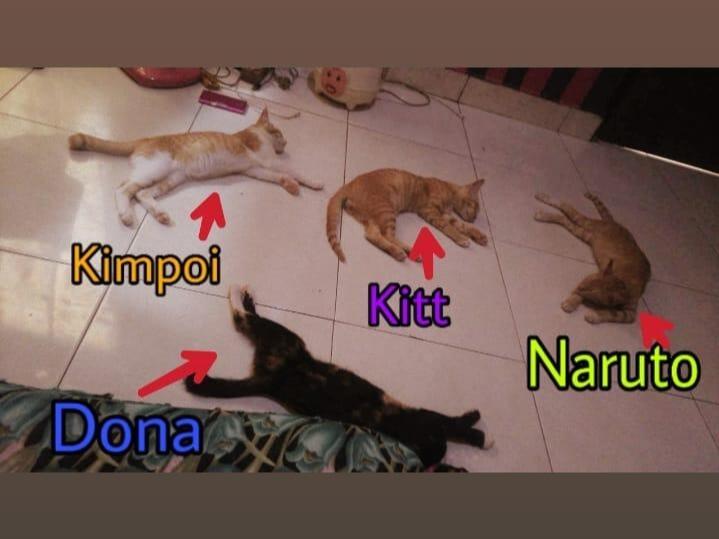 Pelihara Kucing di Kos-an? Siapa Takut!