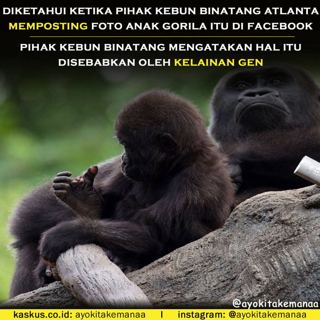 Jari Tangan Gorila Ini Membuat Heboh Orang-Orang Lantaran Menyerupai Jari Manusia