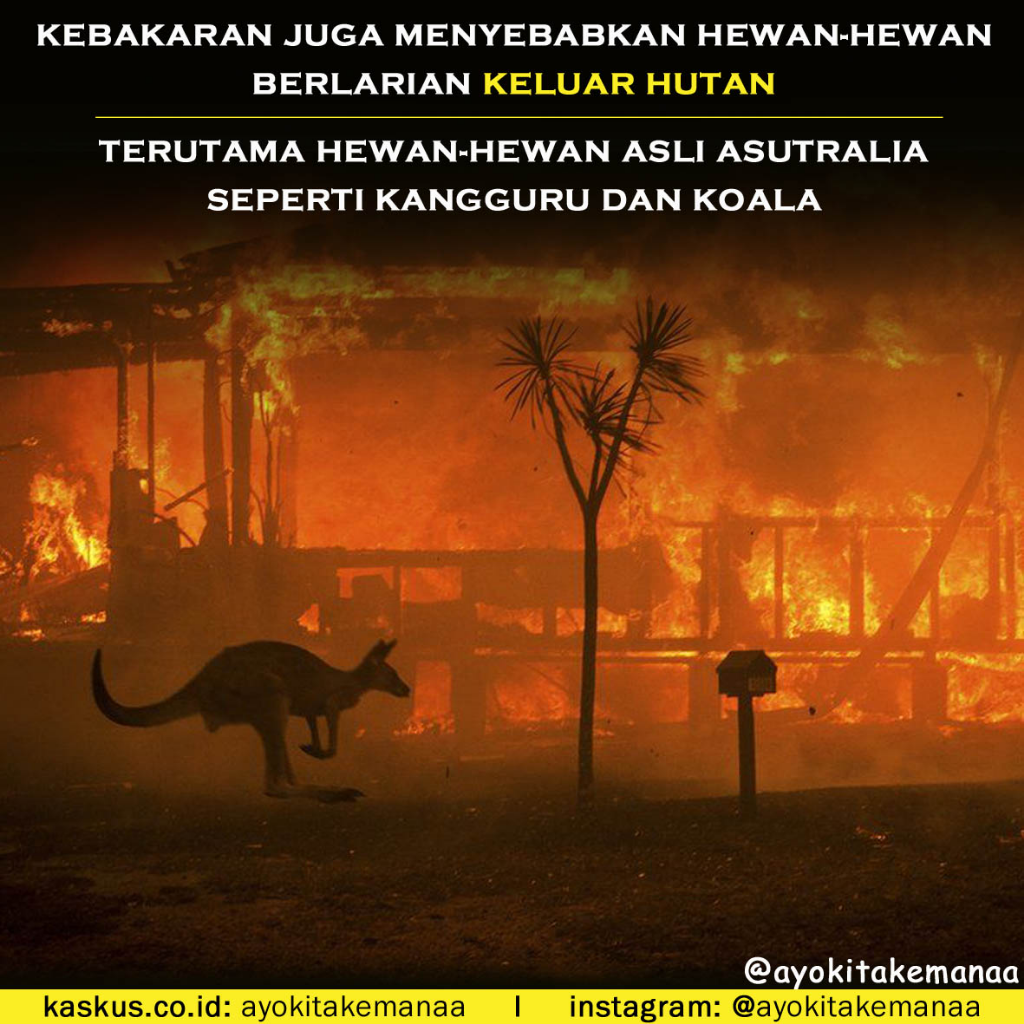 Potret Kebakaran Hutan Di Australia Yang Tidak Kalah Mengerikan Dengan Di Kalimantan