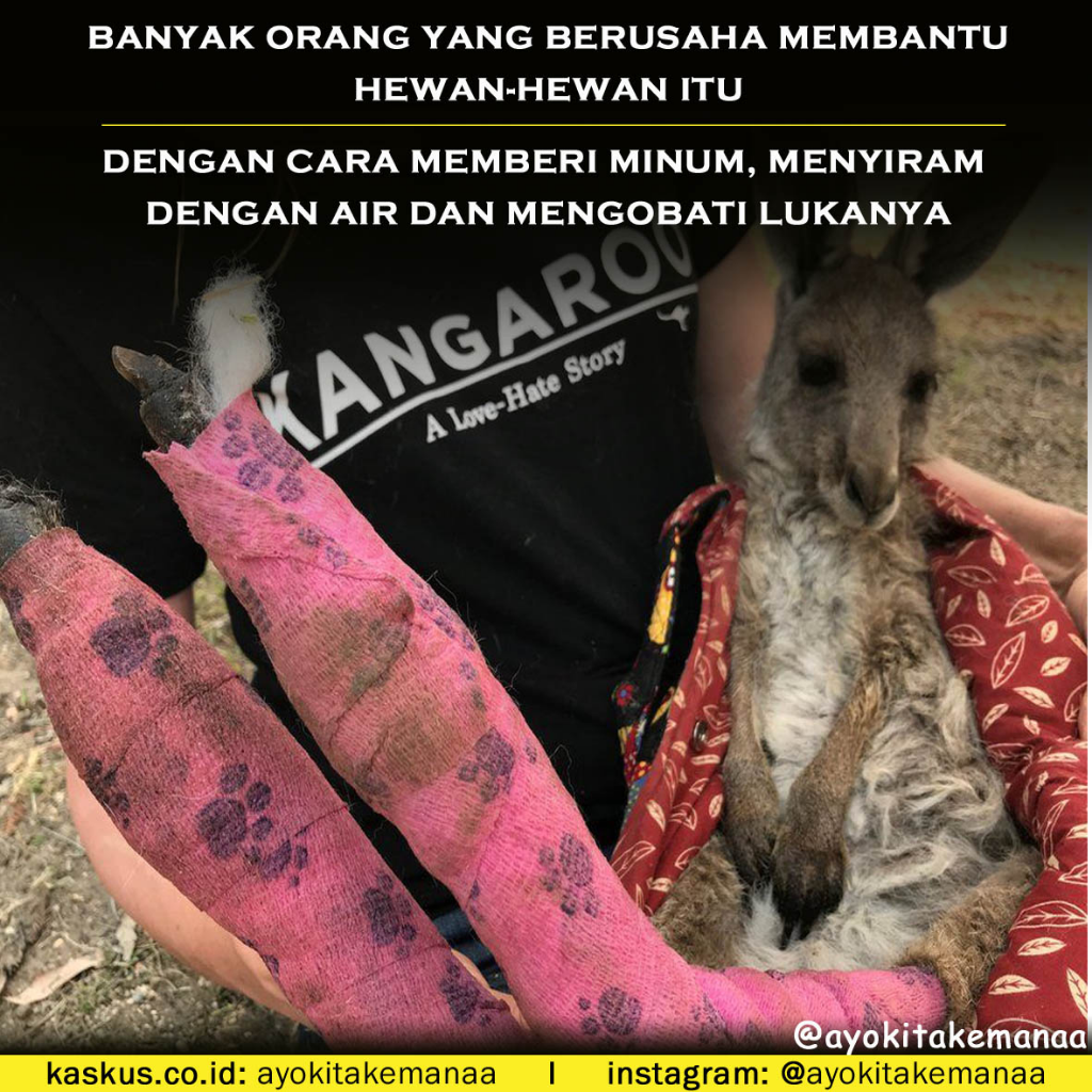 Potret Kebakaran Hutan Di Australia Yang Tidak Kalah Mengerikan Dengan Di Kalimantan