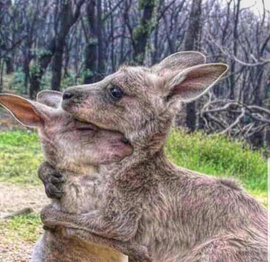 Pray For Australia, Langit Memerah. Koala Dan Kanguru Menangisi Kejadian Ini! 