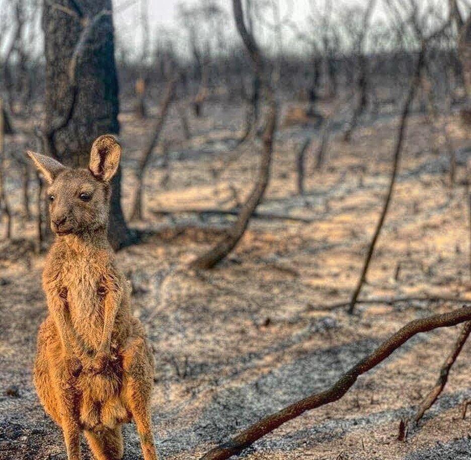 Pray For Australia, Langit Memerah. Koala Dan Kanguru Menangisi Kejadian Ini! 