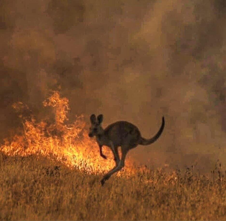 Pray For Australia, Langit Memerah. Koala Dan Kanguru Menangisi Kejadian Ini! 