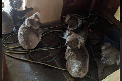 Pray For Australia, Langit Memerah. Koala Dan Kanguru Menangisi Kejadian Ini! 