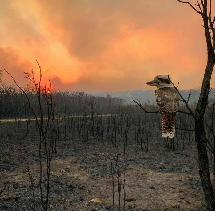 Kumpulan Foto Ini Menunjukan Betapa Mengerikannya Kebakaran Hutan Di Australia