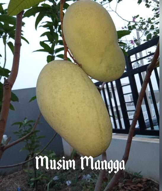 MUSIM MANGGA