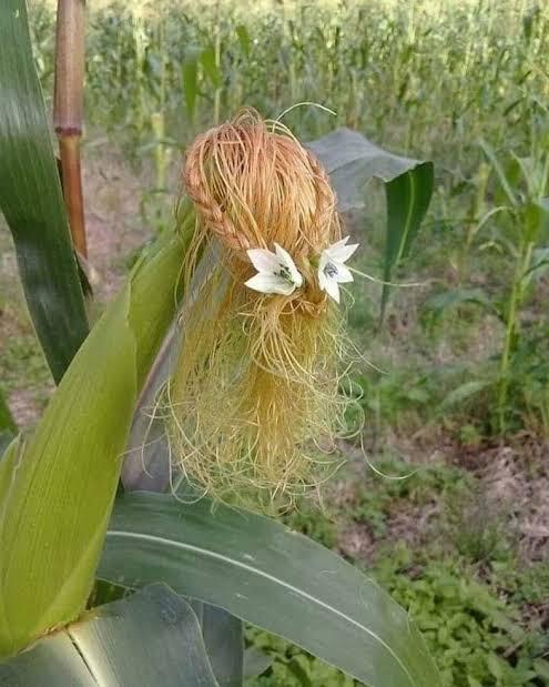 Eits.. Jangan Dibuang! Ada Beberapa Buah dan Sayur Yang Punya Manfaat Tersembunyi Lho