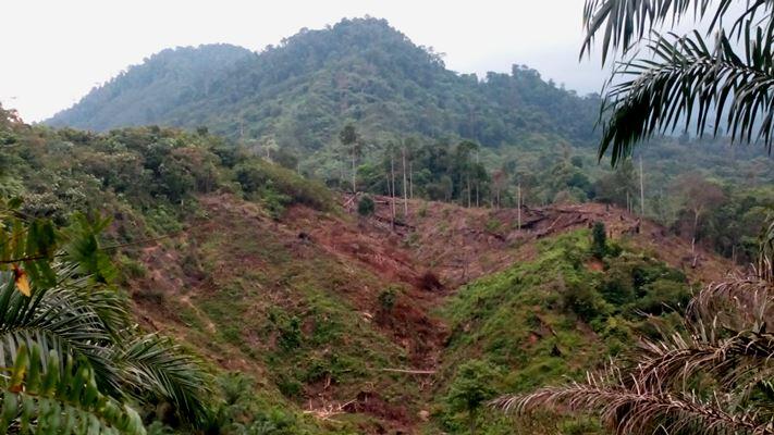 Ketua DPRA: Hutan Harus Memberi Manfaat bagi Rakyat Aceh