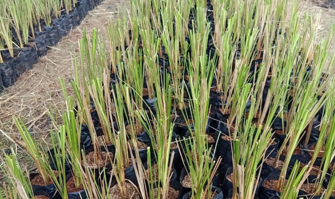 Kurangi Erosi Tanah dengan Vetiver