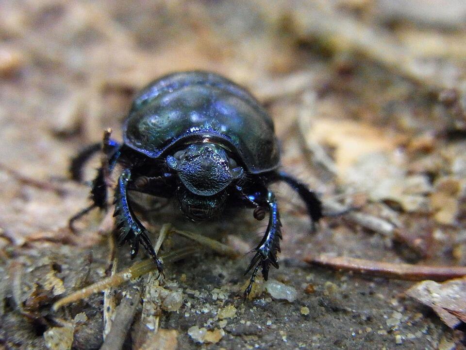 Simak 6 Fakta Mencengangkan Kumbang Kotoran 